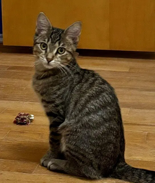 Paisley, a young female Tabby cat up for adoption