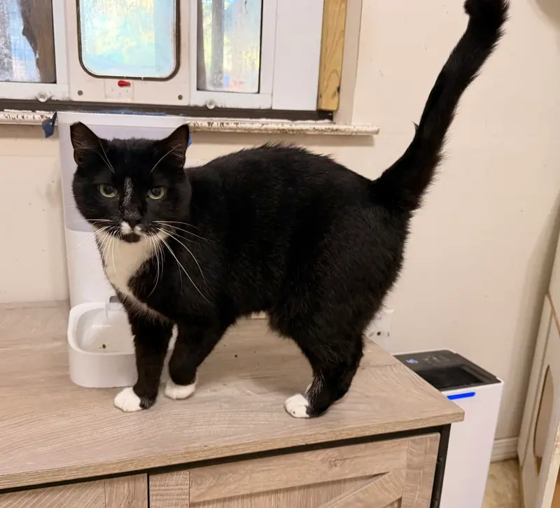 Emmy, an adult female cat up for adoption