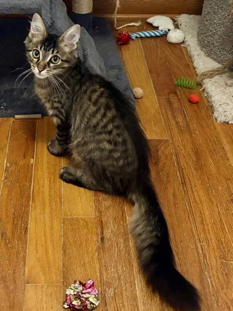 Patrick, a young male Tabby cat up for adoption
