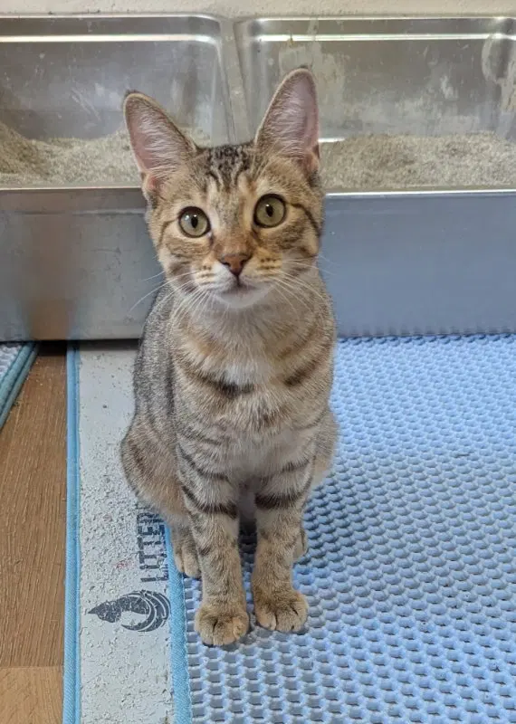 Swift, a young female Tabby cat up for adoption