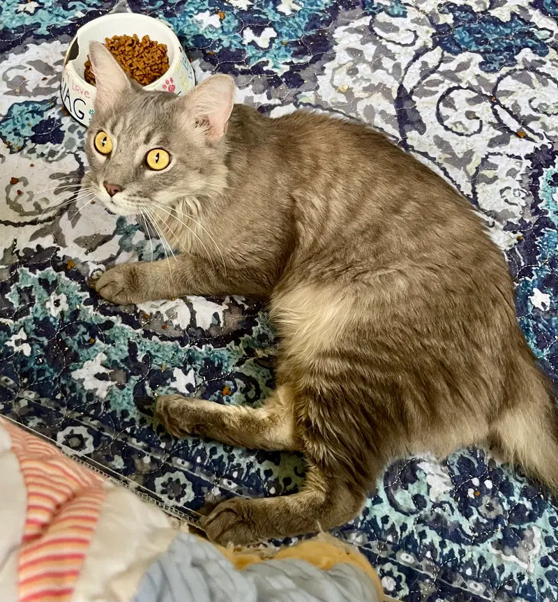 Oscar, a young male cat up for adoption