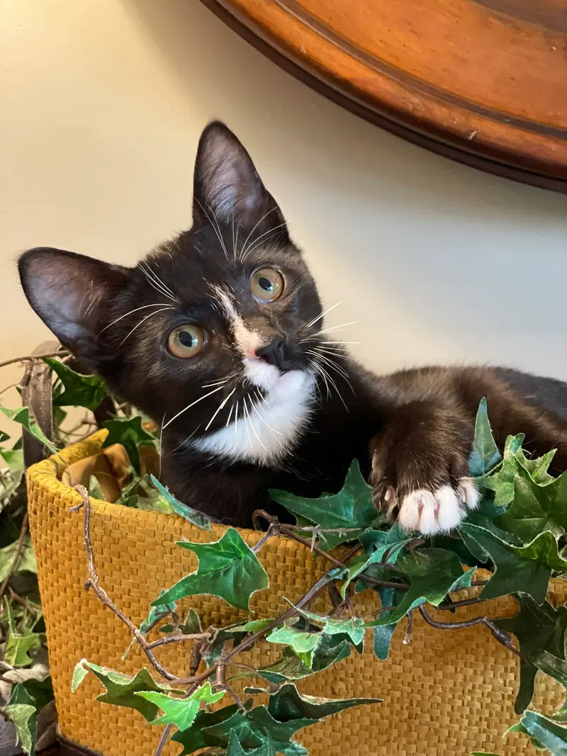 Spade, a male Tuxedo kitten up for adoption