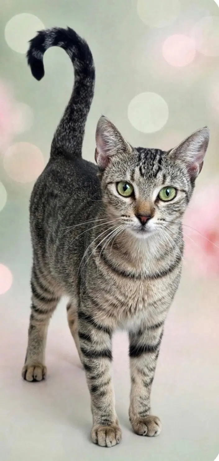 Mabel, an adult female Tabby cat up for adoption