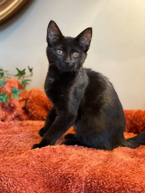 Watch the video of Luna