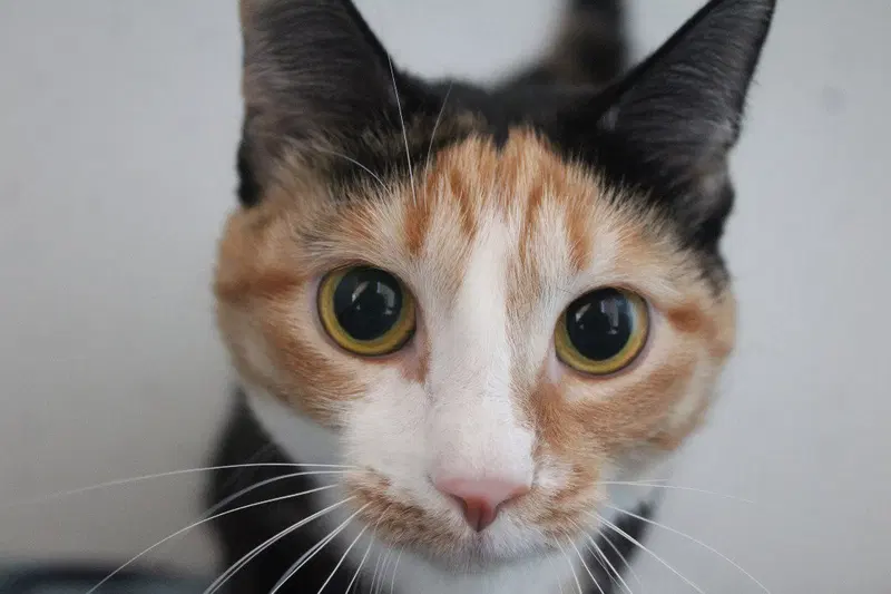 Merida, a young female cat up for adoption