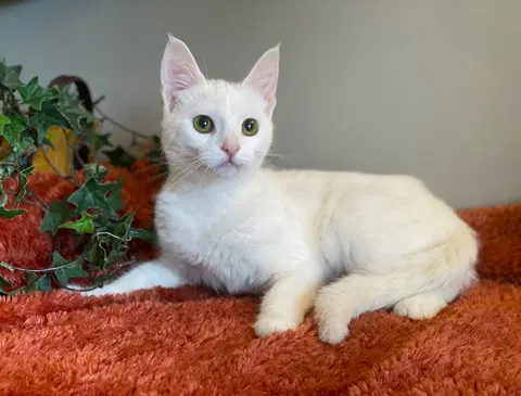 Watch the video of Frankie