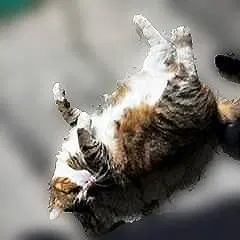 Flossie, photo 4