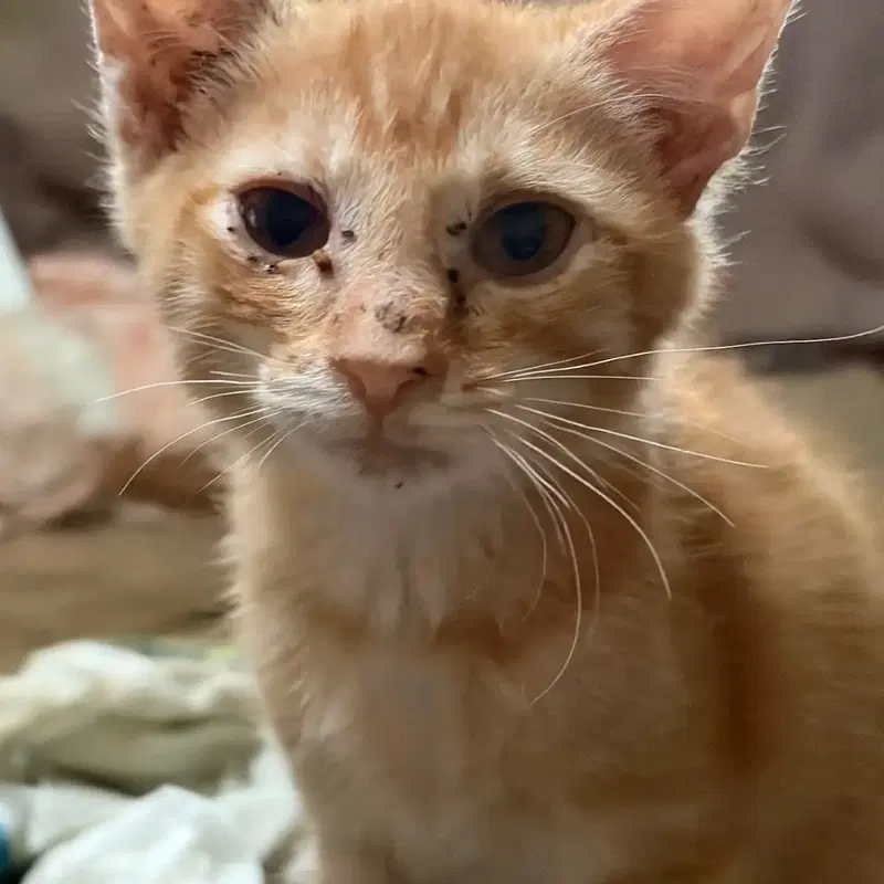 Oj, a male kitten up for adoption