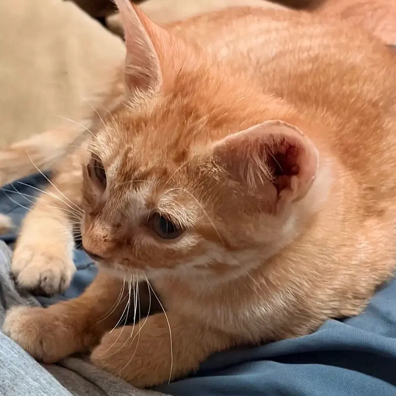 Julius, a male kitten up for adoption