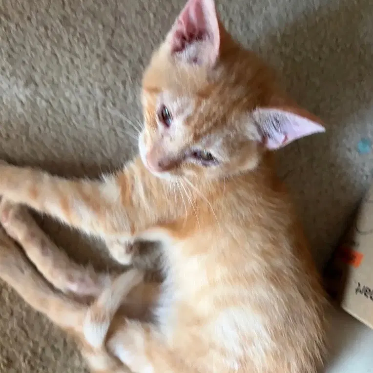 Tigger, a male kitten up for adoption