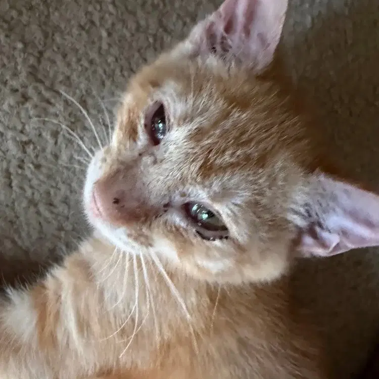 Tigger, photo 2