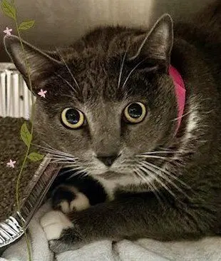 ash, an adult female Tuxedo cat up for adoption