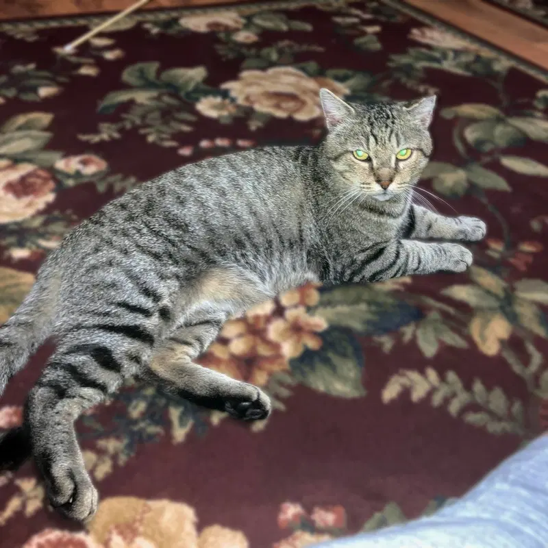 Vinnie, a young male cat up for adoption