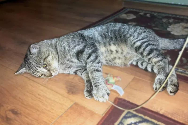 Vinnie, photo 3