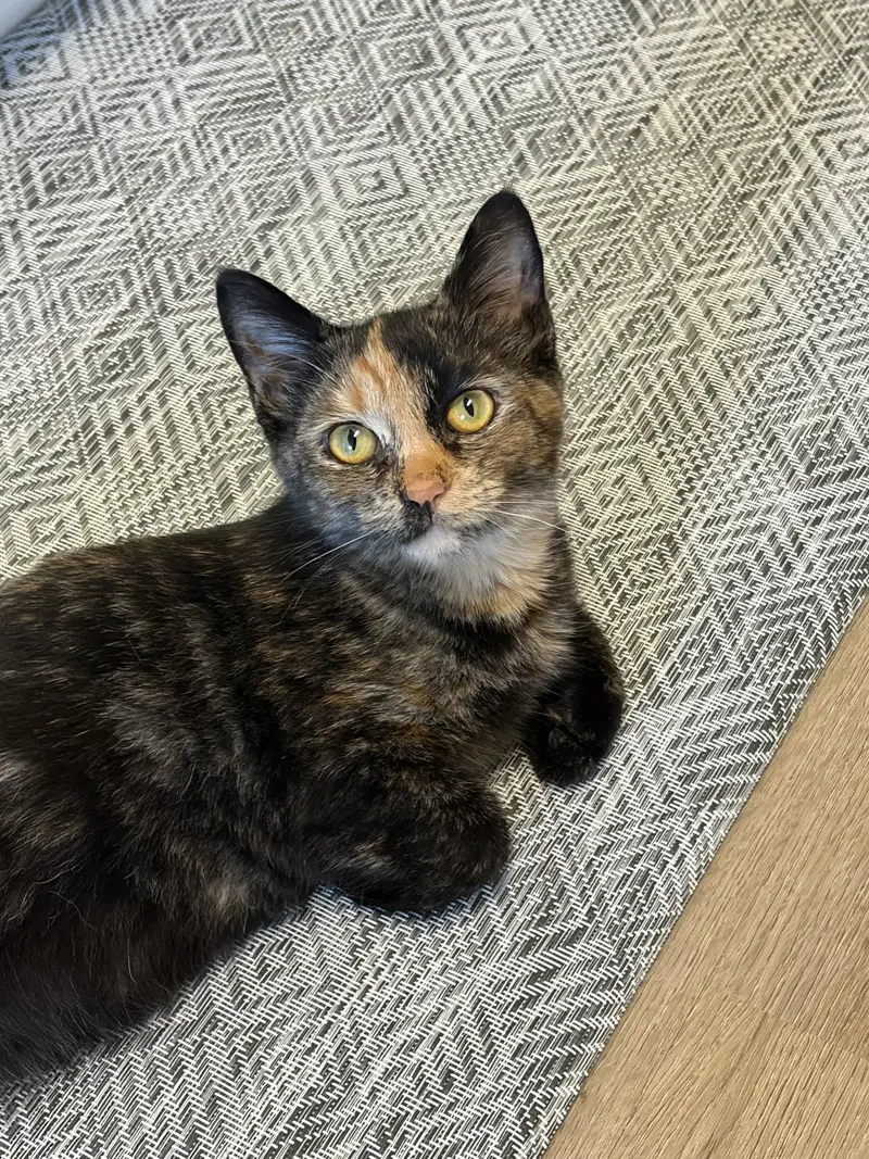 Verna, a female cat up for adoption
