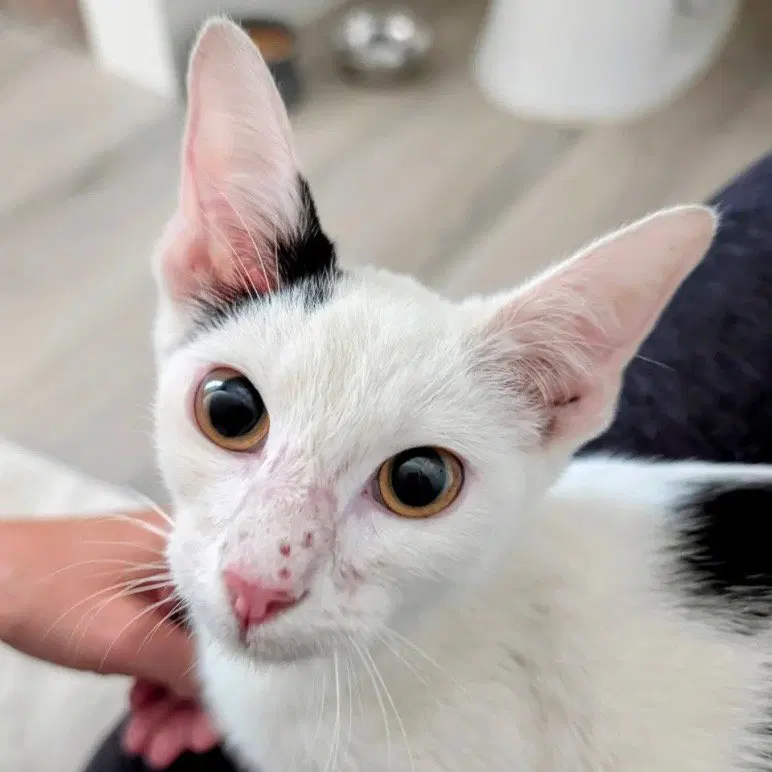 Clayton, a young male cat up for adoption