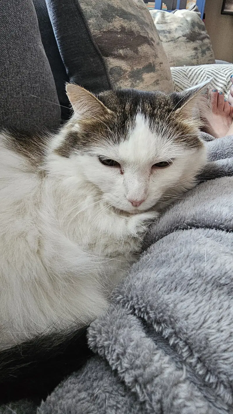 Nickie, a female cat up for adoption