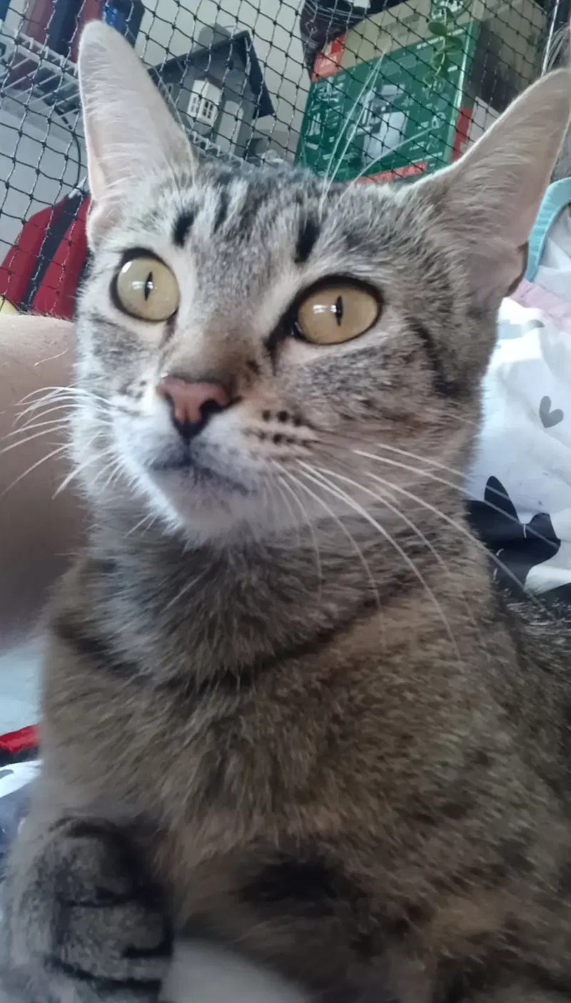 Angel, an adult female cat up for adoption