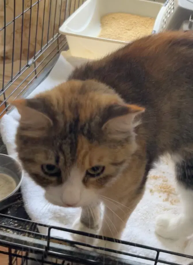 Cinnamon, a female cat up for adoption