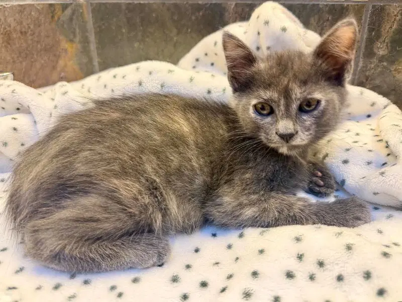 Nook, a female kitten up for adoption