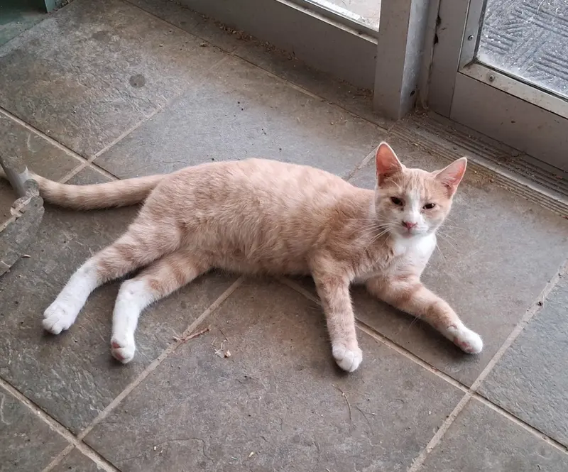 Jillie, photo 6