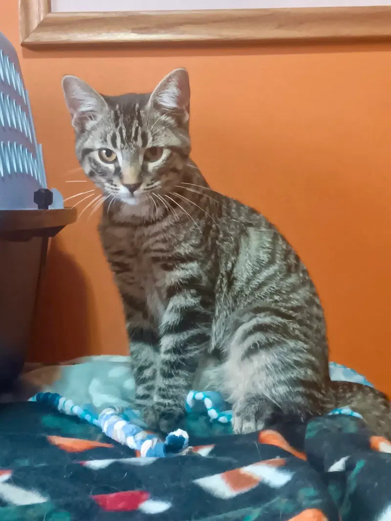 Sundance, a female kitten up for adoption