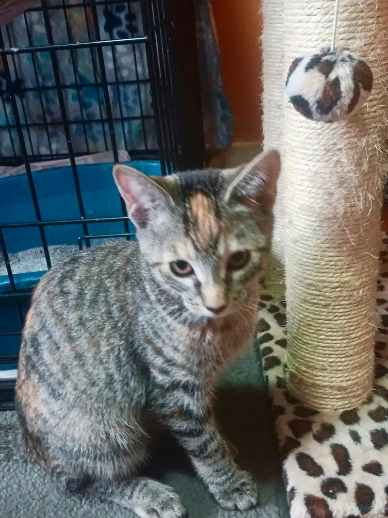 Sandylynn, a female kitten up for adoption