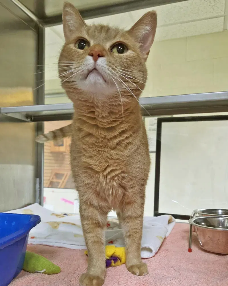 Nyla, an adult female cat up for adoption