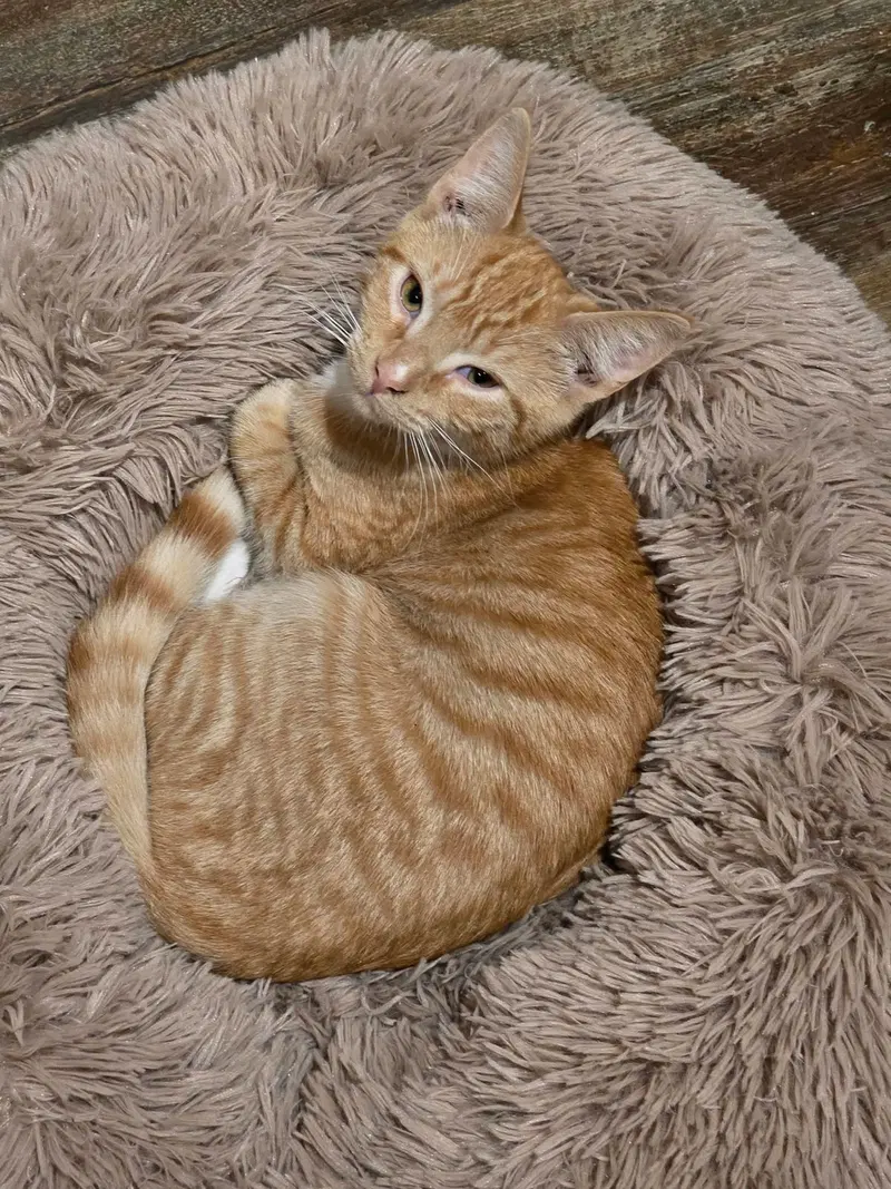 Ziggy, photo 2