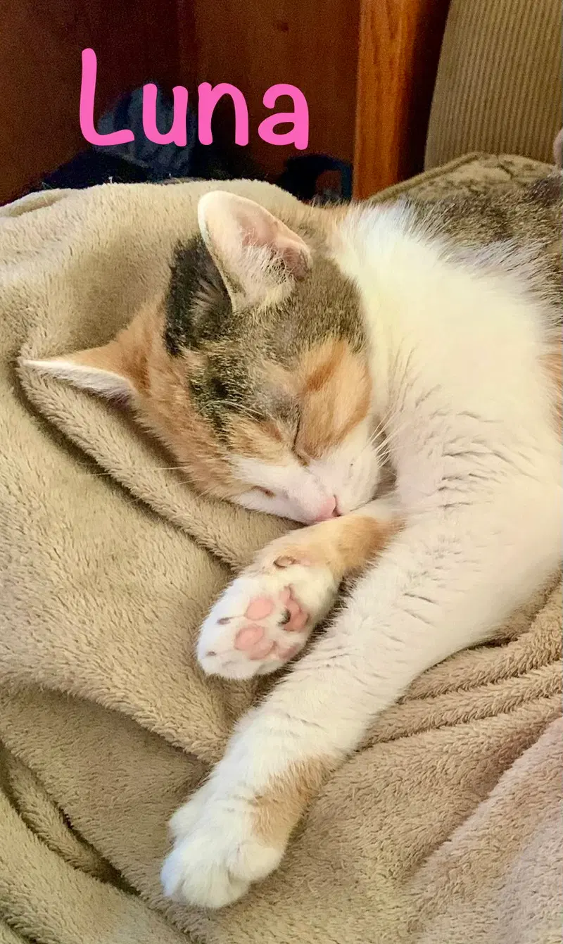 Luna, photo 4
