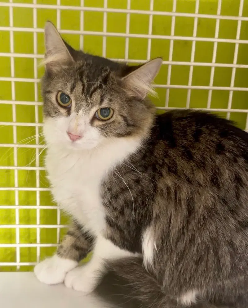 Shiitake, a female kitten up for adoption