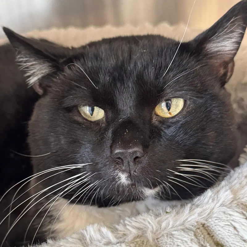 Rocky, an adult male cat up for adoption