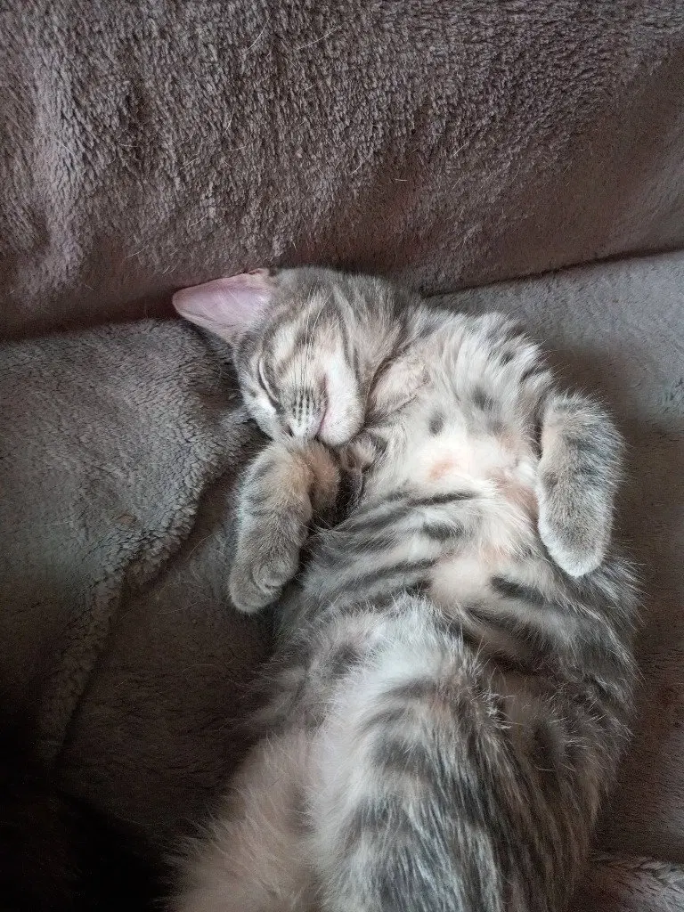 Scout, a young male cat up for adoption