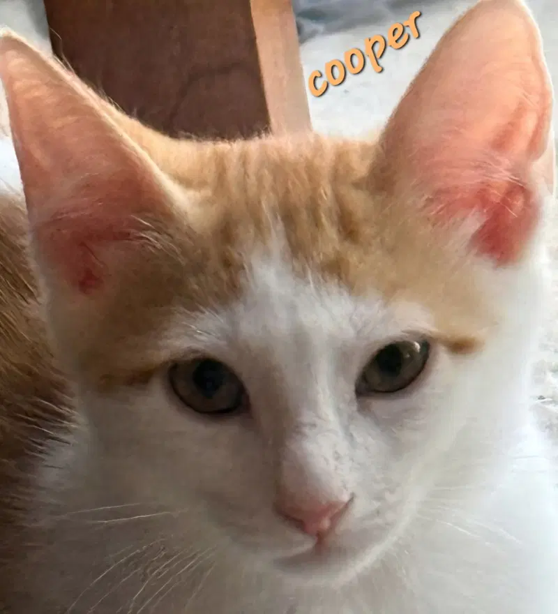 Cooper, a young male cat up for adoption