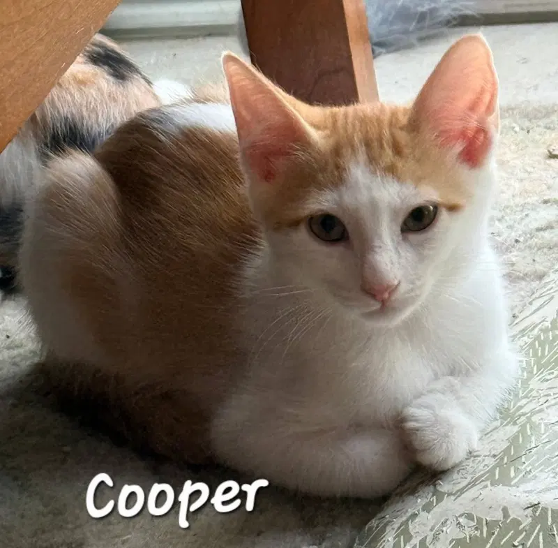 Cooper, photo 2
