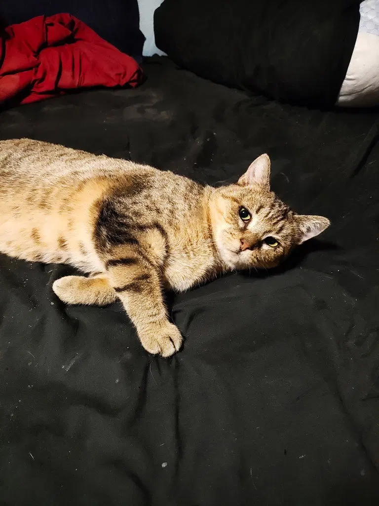 Abby the Tabby, photo 3