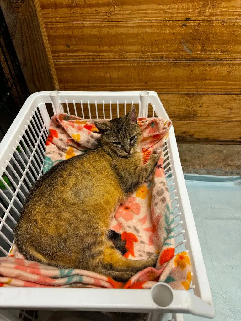 Abby the Tabby, photo 4