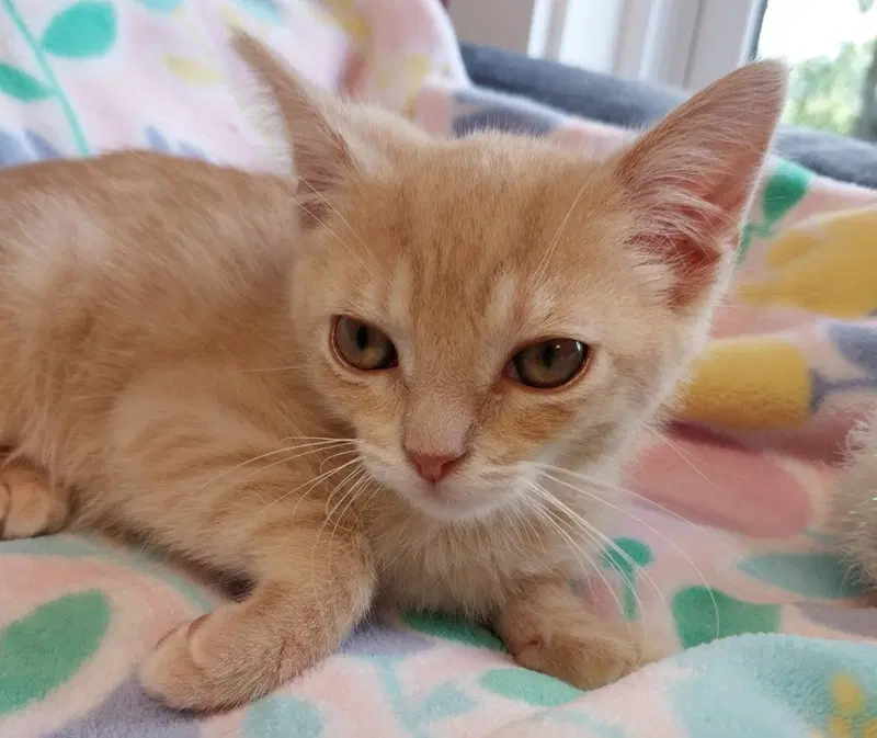 Sandy IN FOSTER, a young female cat up for adoption