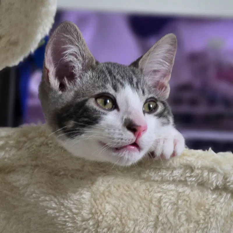 Denny, a young male cat up for adoption