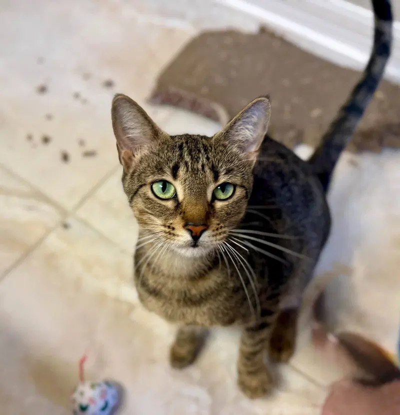 Squeaks, an adult female cat up for adoption