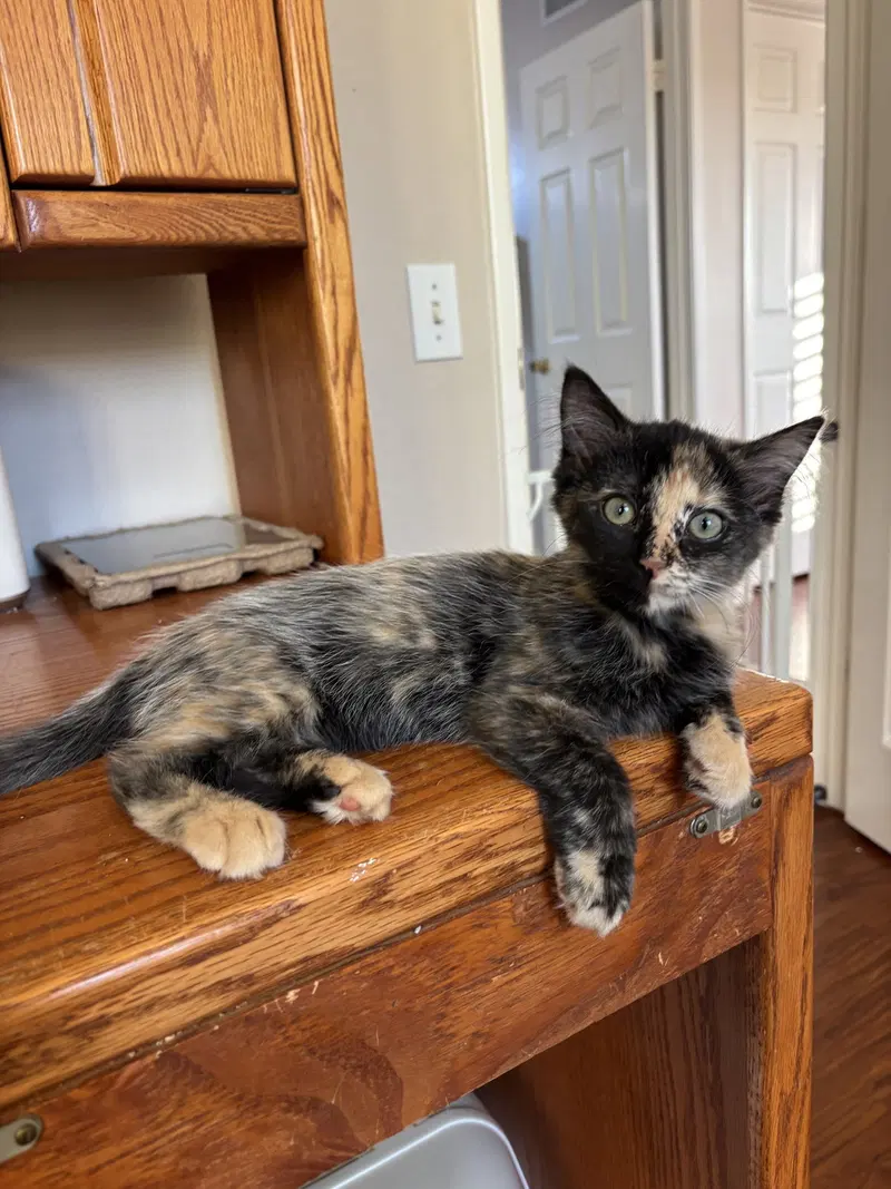 Black Star, a female Tortoiseshell kitten up for adoption