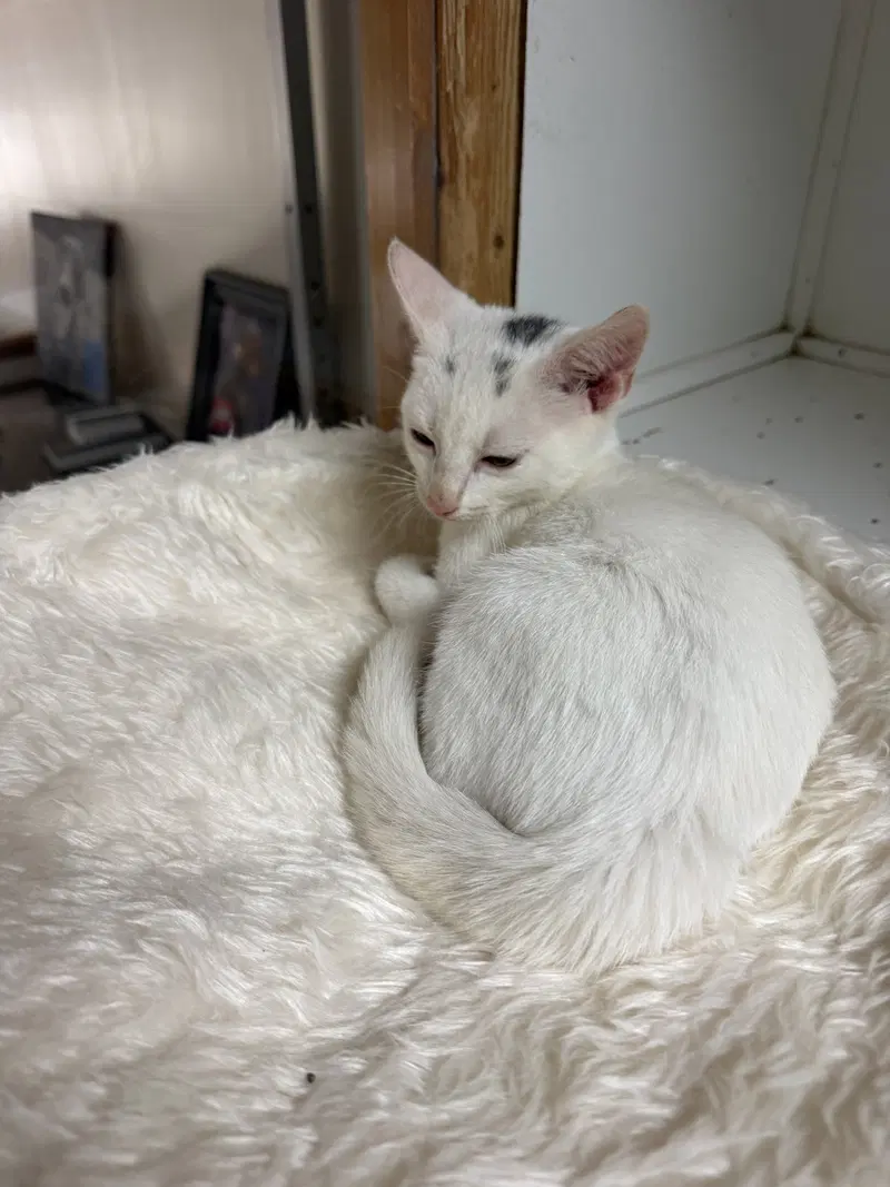 Nash Alexander, a young male cat up for adoption