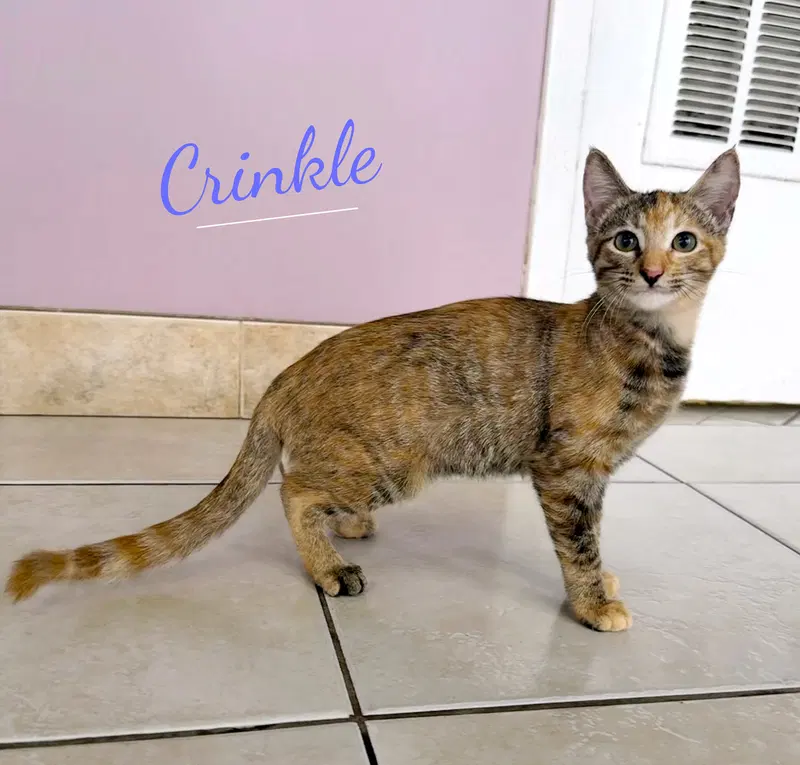 Crinkle, a female Torbie kitten up for adoption