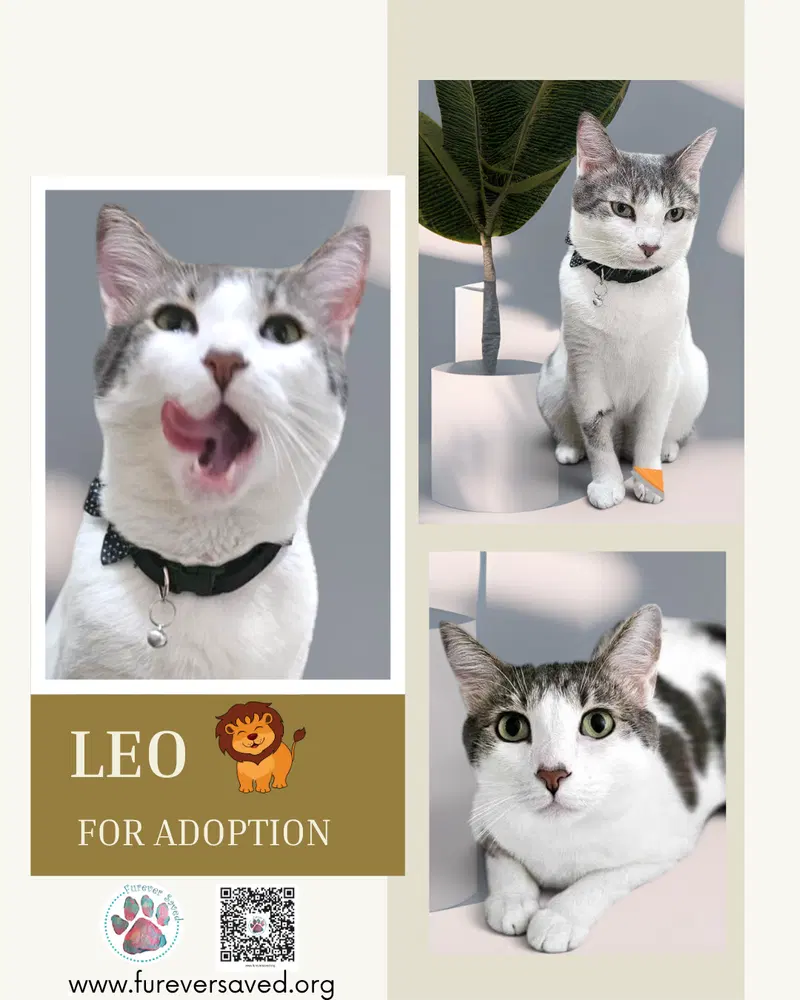 Leo, a young male cat up for adoption