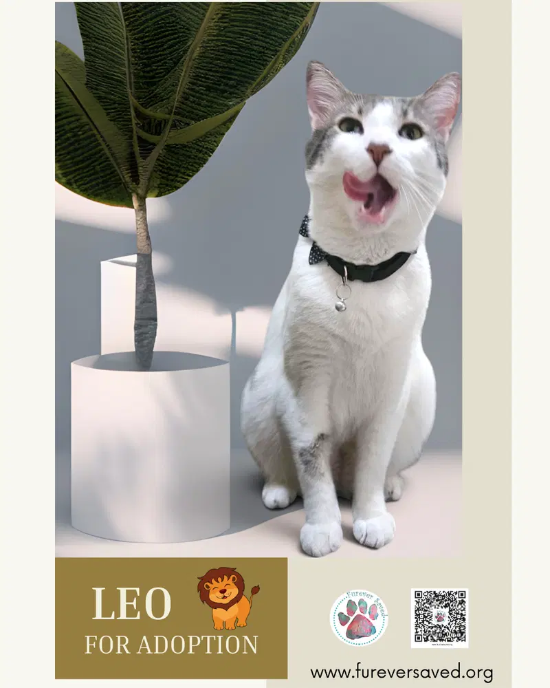 Leo, photo 3