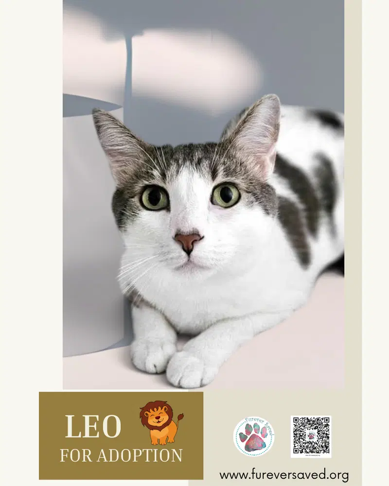 Leo, photo 4