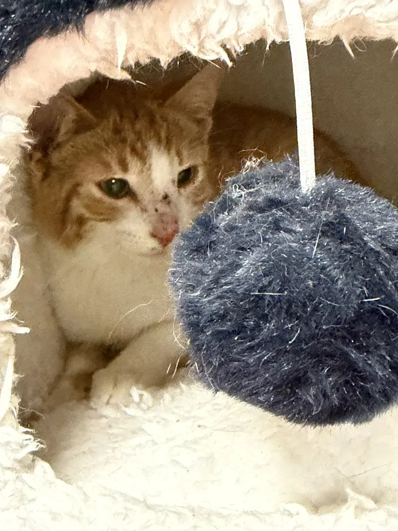 Finn, a young male cat up for adoption