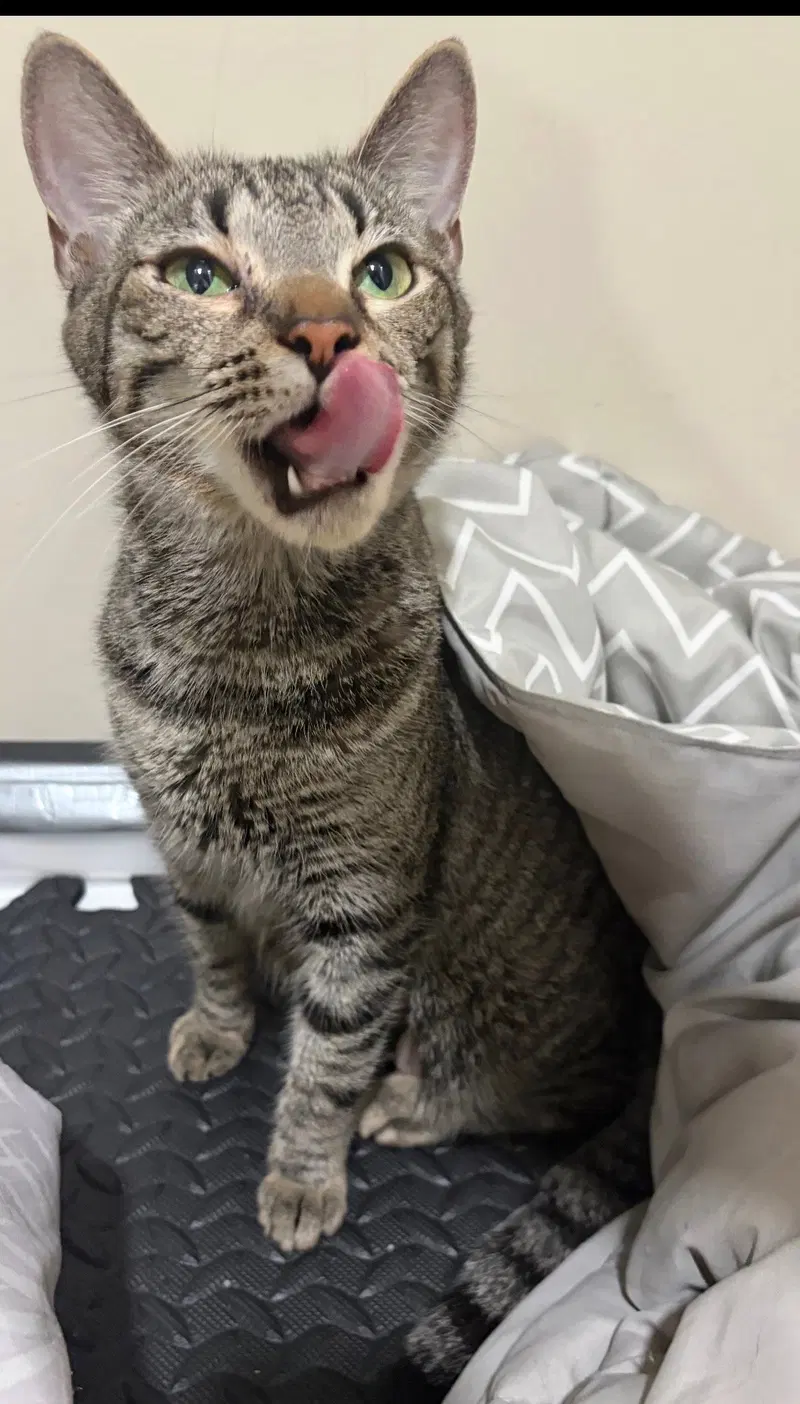 Mulan, an adult female cat up for adoption