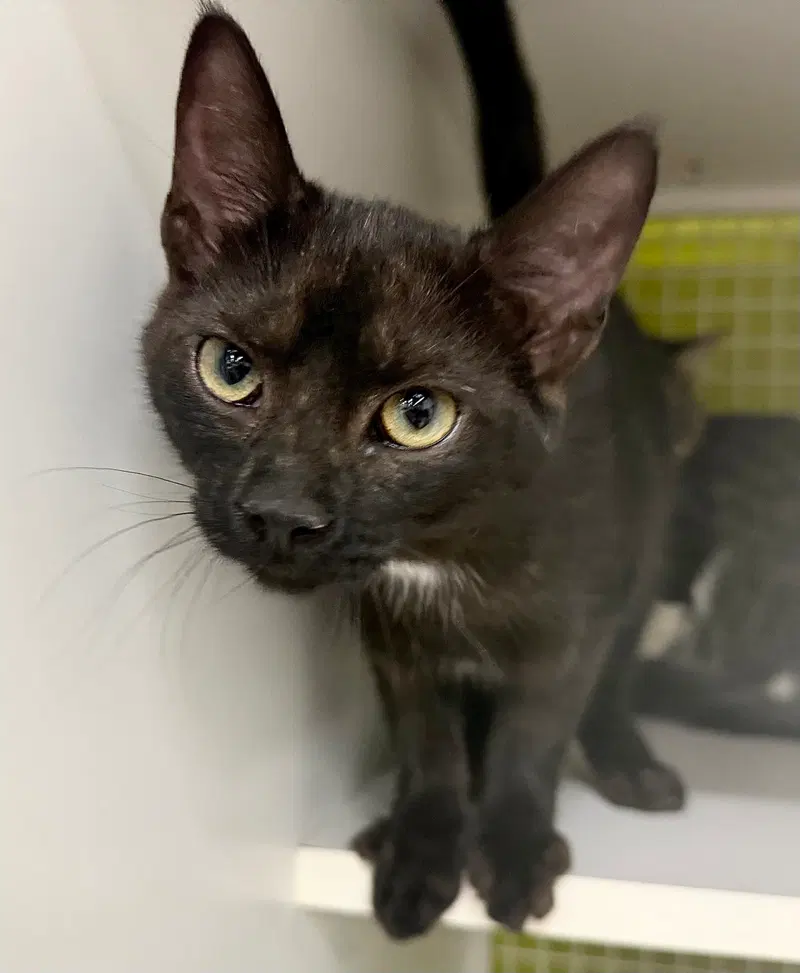 Button, a female kitten up for adoption