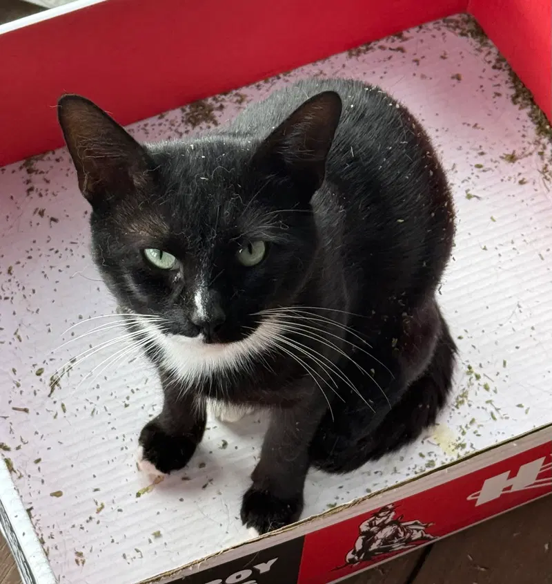 Dude, a young male Tuxedo cat up for adoption